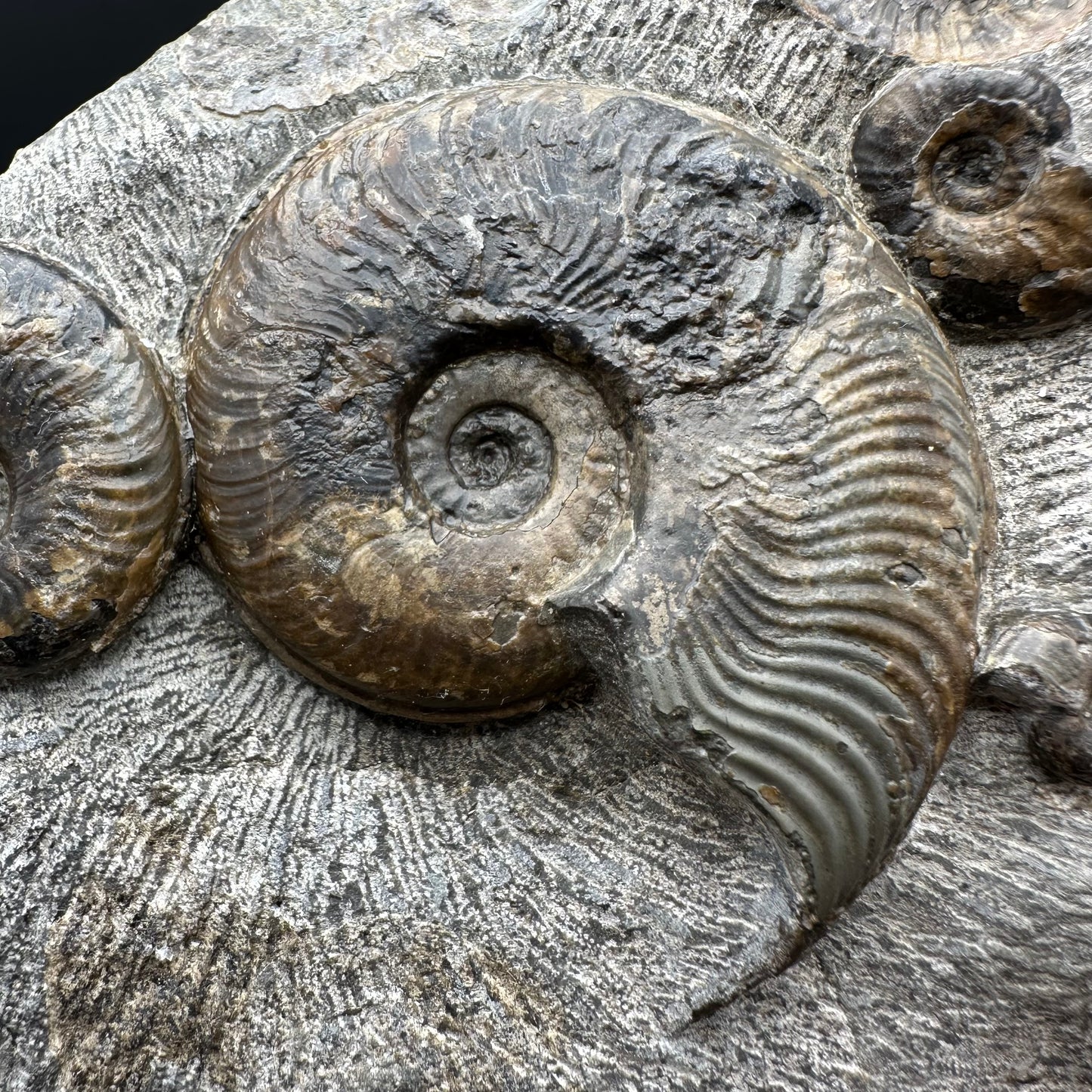 Cleviceras sp. ammonite shell fossil with stand - Whitby, North Yorkshire Jurassic Coast Yorkshire Fossils