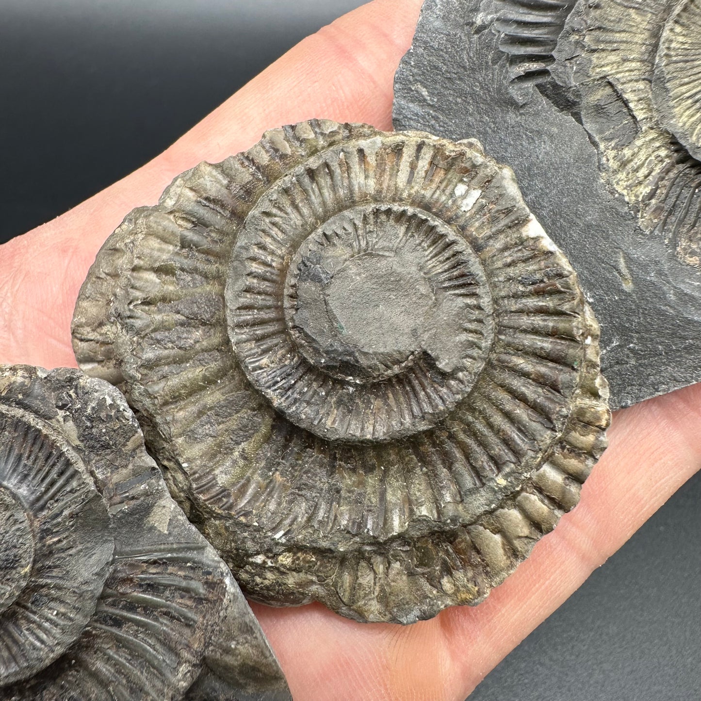 Dactylioceras imprint (negative) bundle ammonite shell fossil with box - Whitby, North Yorkshire, Yorkshire Fossils