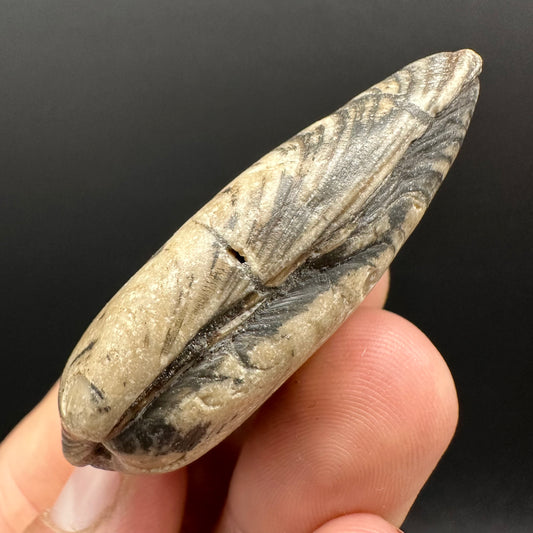 Shell fossil with box and stand - Whitby, North Yorkshire, Jurassic Coast, Yorkshire Fossils