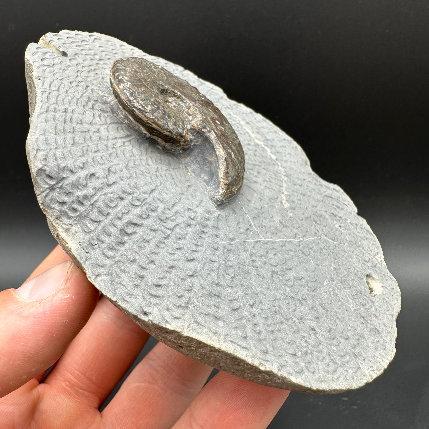 Pseudolioceras lythense Ammonite fossil with box and stand - Whitby, North Yorkshire, Yorkshire Fossils on the Jurassic Coast