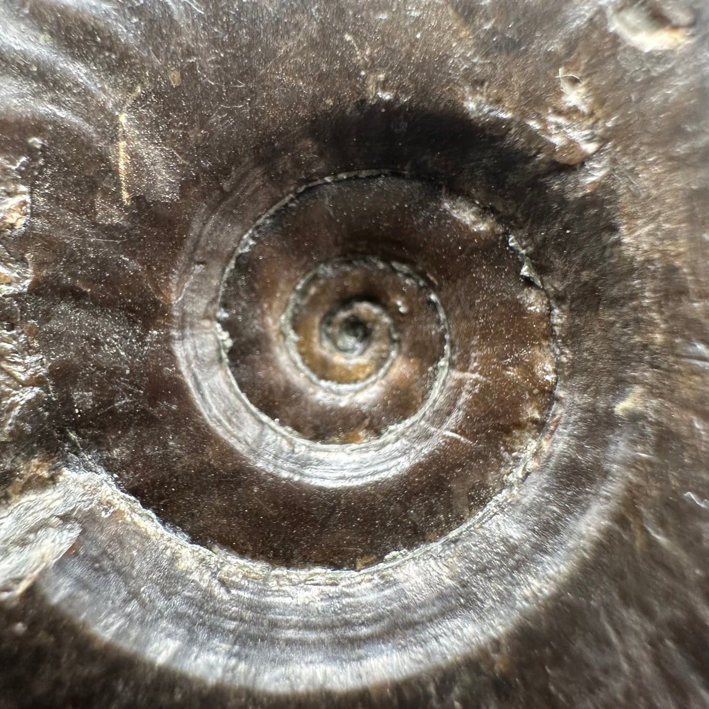 Eleganticeras Elegantulum ammonite fossil with stand - Whitby, North Yorkshire Jurassic Coast, Yorkshire Fossils