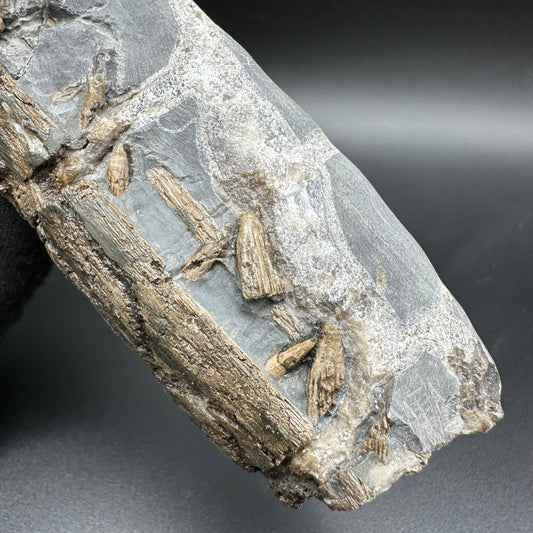 Ichthyosaur Partial Jaw fossil - Whitby, North Yorkshire Jurassic Coast, Yorkshire fossils