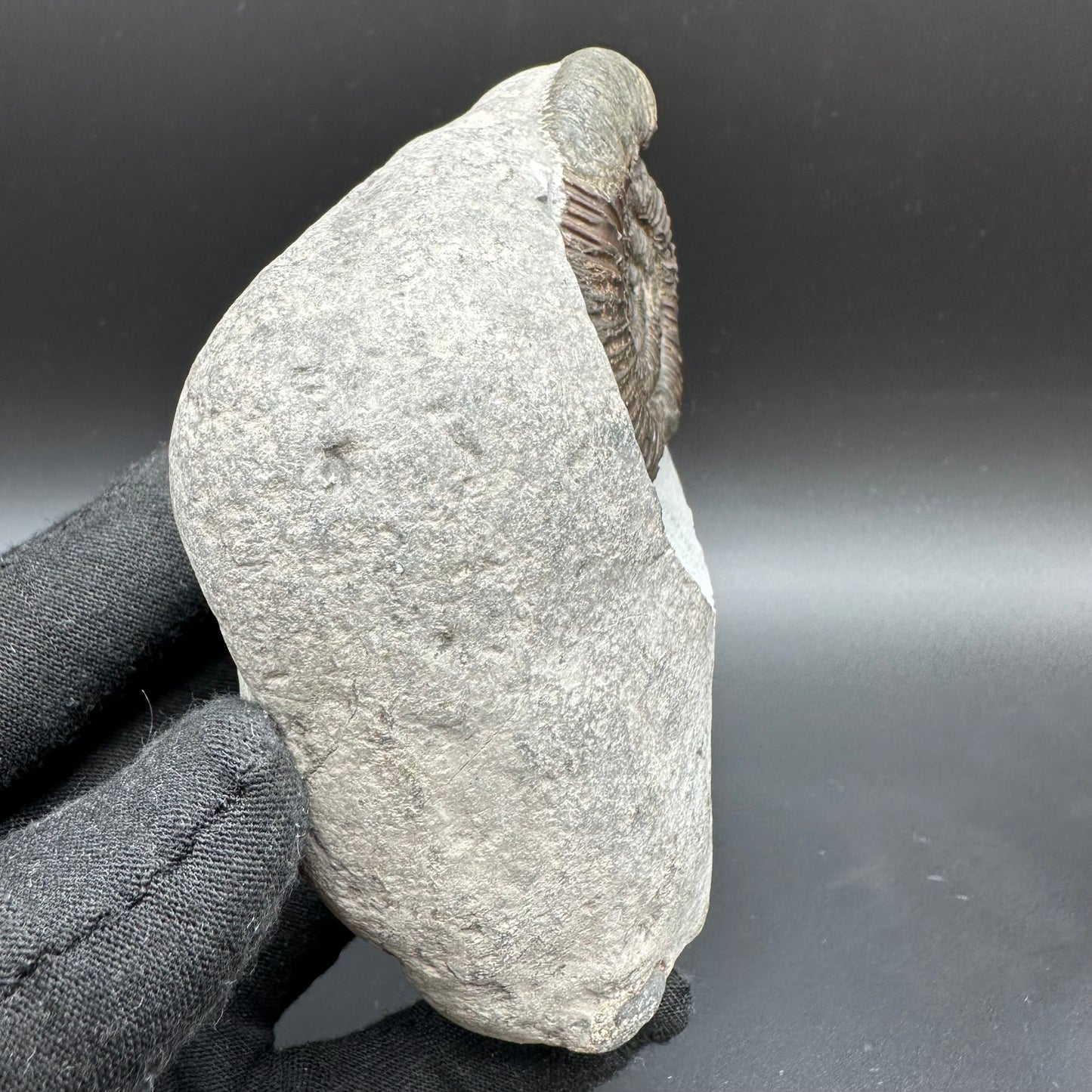 Dactylioceras Ammonite Fossil With Box And Stand - Whitby, North Yorkshire Jurassic Coast Yorkshire Fossils
