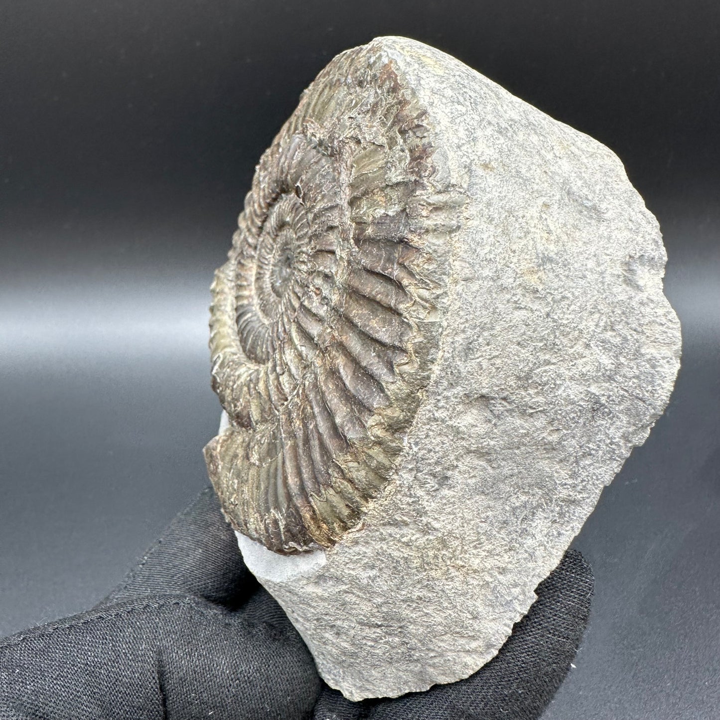 Dactylioceras Ammonite Fossil With Box And Stand - Whitby, North Yorkshire Jurassic Coast Yorkshire Fossils