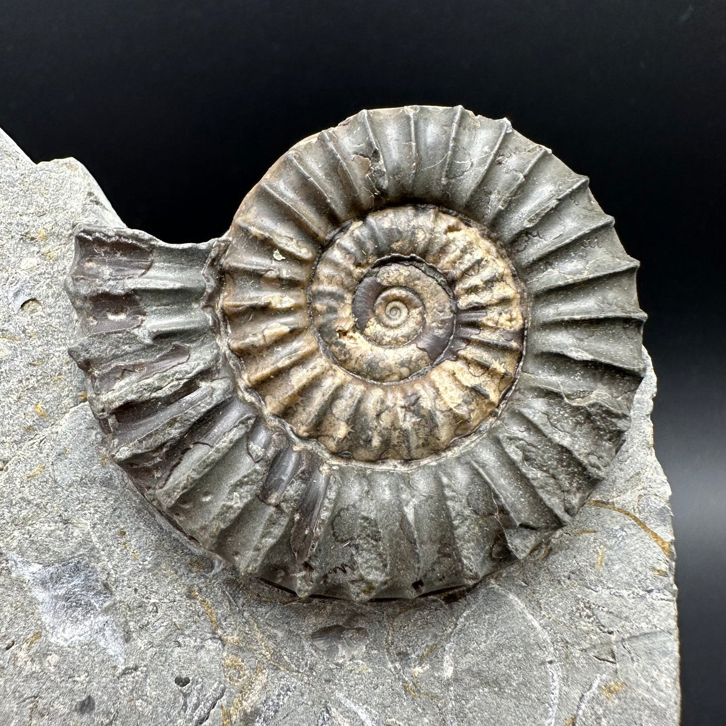 Arnioceras ammonite shell fossil with box and stand - Whitby, North Yorkshire Jurassic Coast Yorkshire Fossils