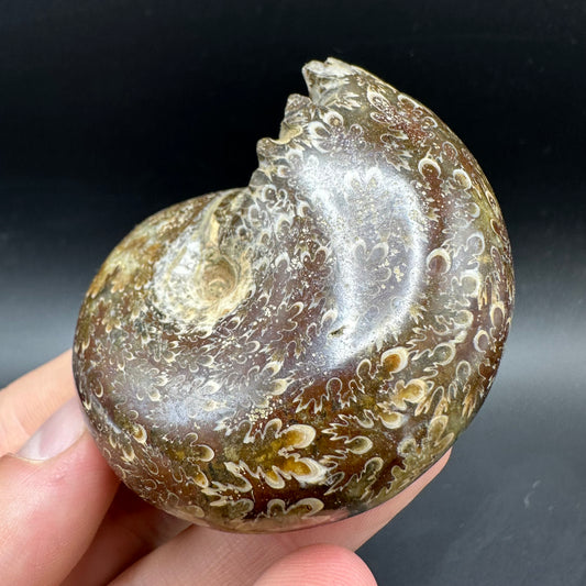 Phylloceras Ammonite Fossil With Box And Stand - Cretaceous Ammonite Madagascar