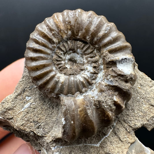 Androgynoceras capricornus Ammonite Fossil With Stand - Whitby, North Yorkshire Jurassic Coast Yorkshire Fossils