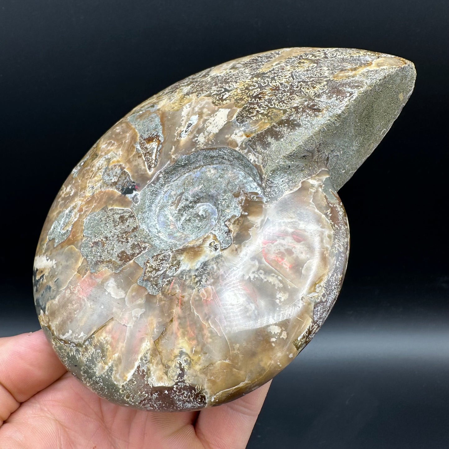 Cleoniceras Ammonite Fossil With Stand - Cretaceous Ammonite Madagascar