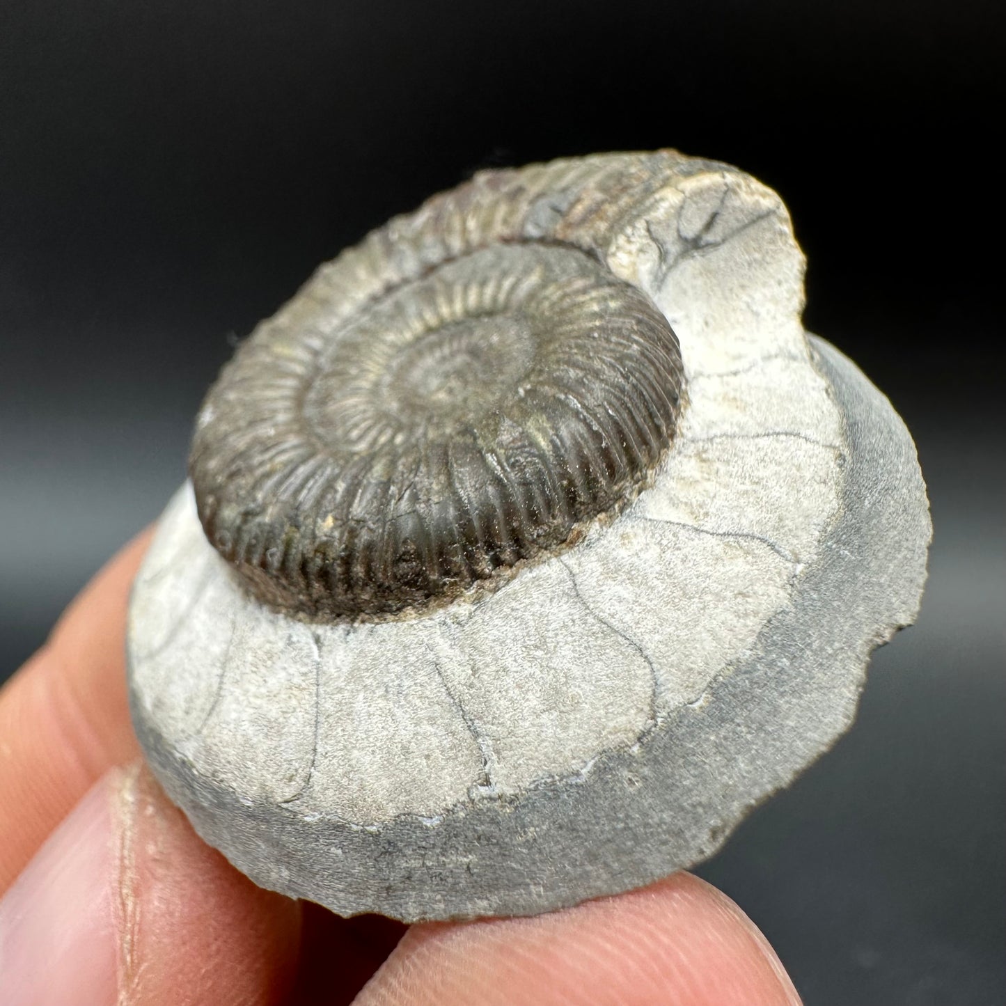 Dactylioceras Ammonite Fossil With Box And Stand - Whitby, North Yorkshire Jurassic Coast Yorkshire Fossils