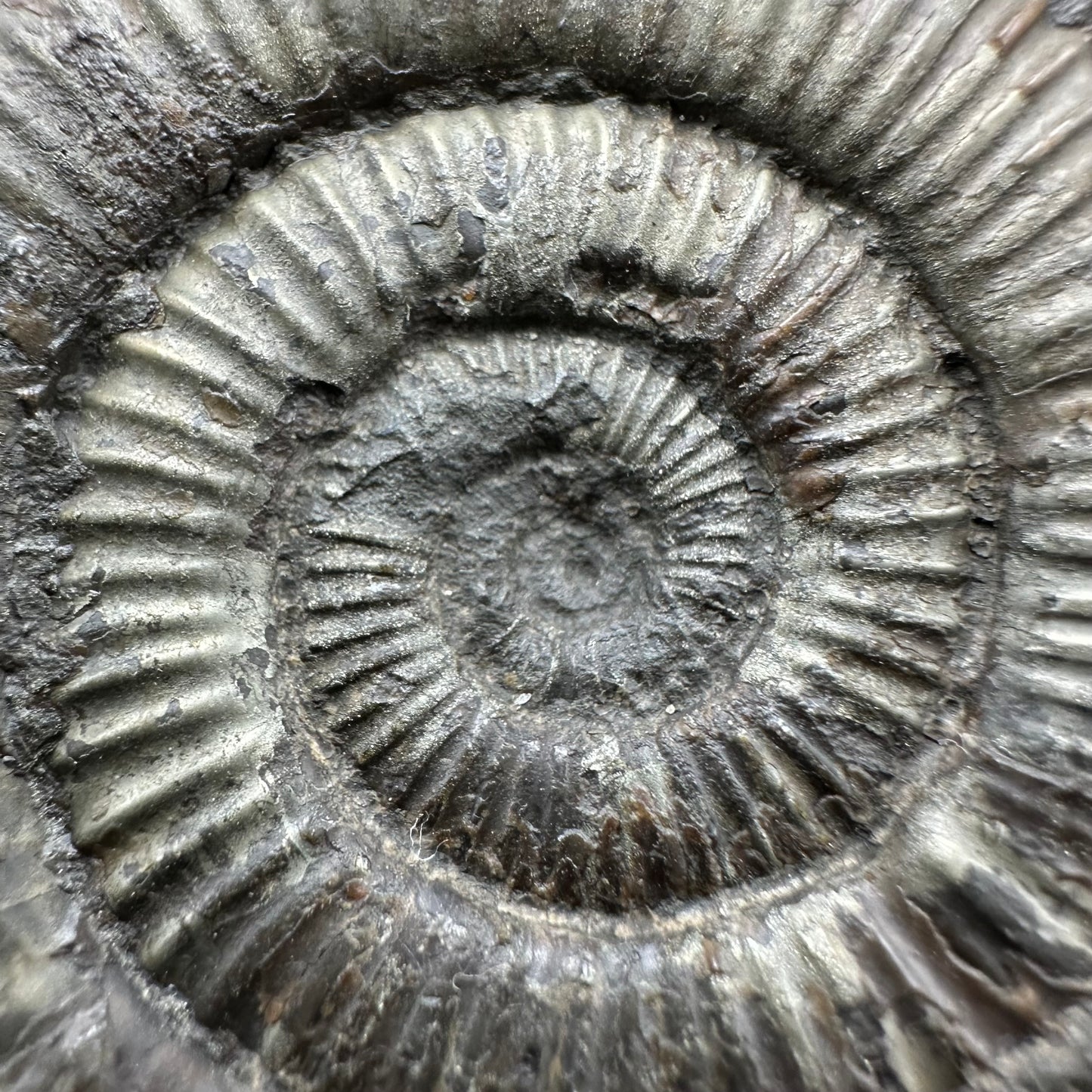 Dactylioceras Ammonite Fossil With Box And Stand - Whitby, North Yorkshire Jurassic Coast Yorkshire Fossils