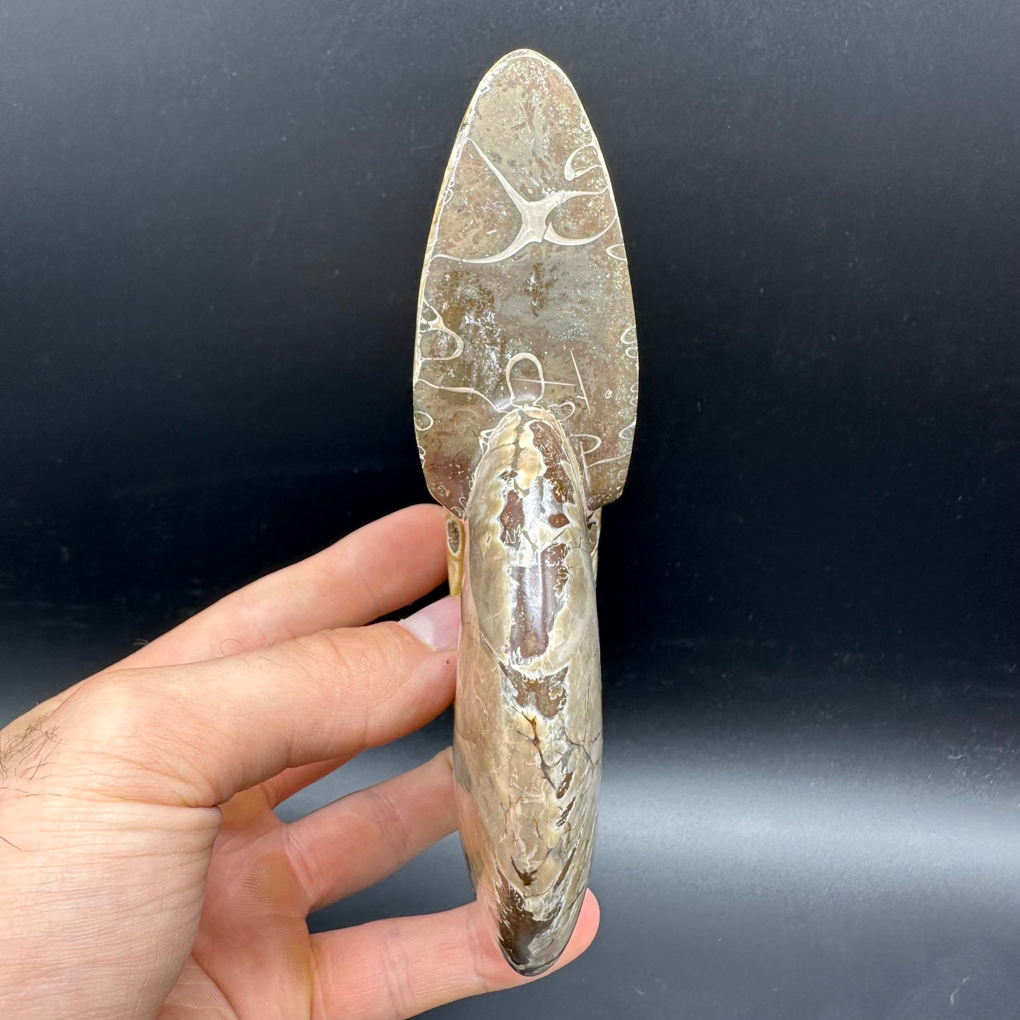 Cleoniceras Ammonite Fossil With Stand - Cretaceous Ammonite Madagascar