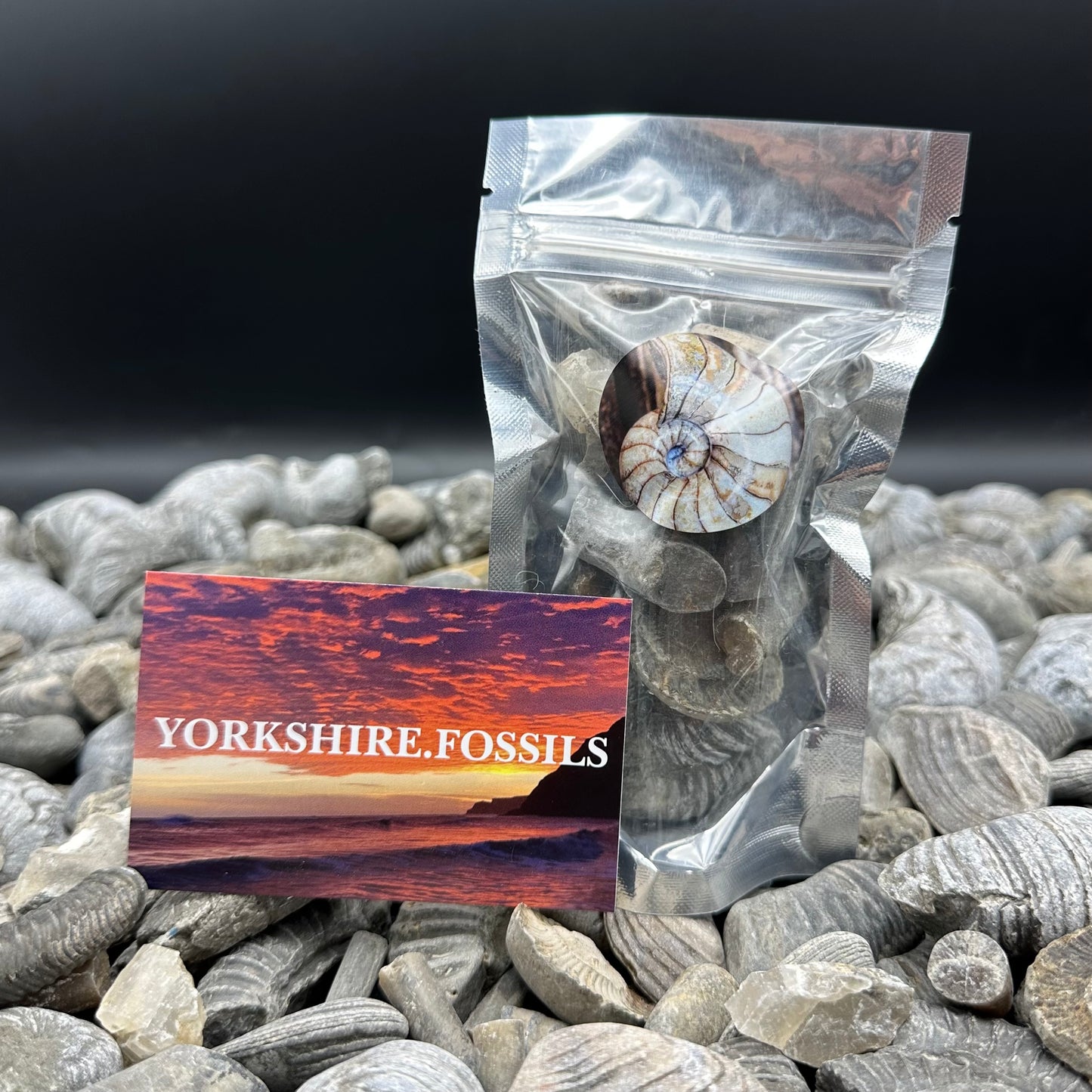 Junior Jurassic Jumble - Yorkshire Fossils Mystery Variety Fossil Bag - Whitby, North Yorkshire Jurassic Coast
