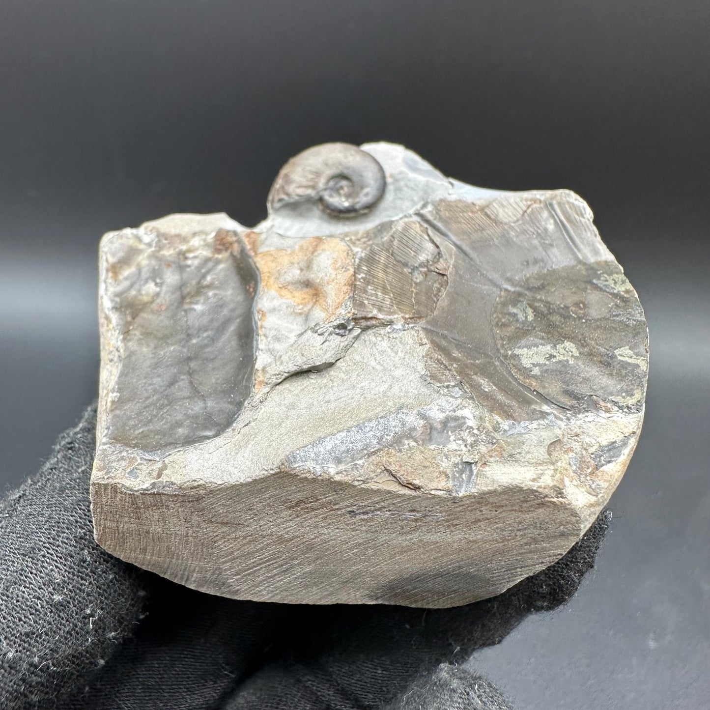 Amaltheus striatus ammonite fossil with box and stand - Whitby, North Yorkshire Jurassic Coast Yorkshire Fossils