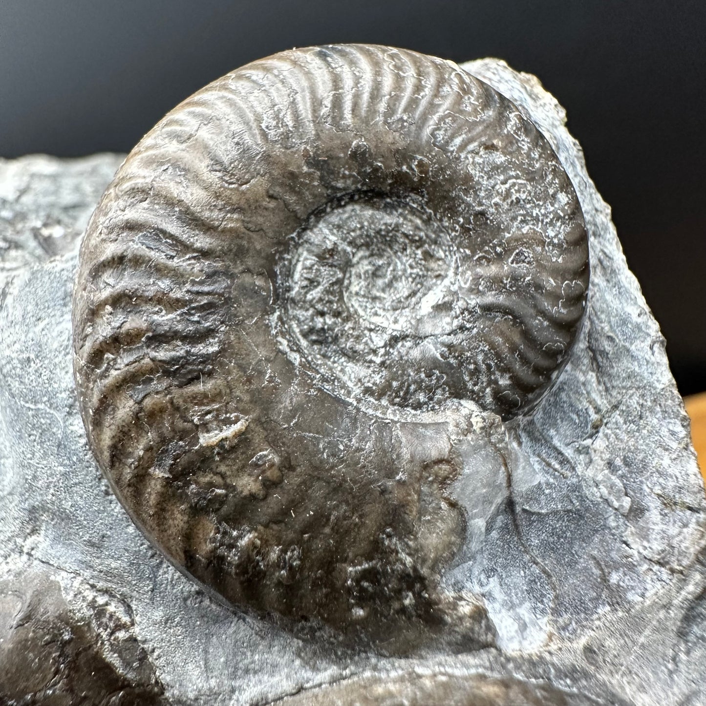Grammoceras thoaurense Ammonite shell fossil with box and stand - Whitby, North Yorkshire, Yorkshire Fossils from the Jurassic Coast
