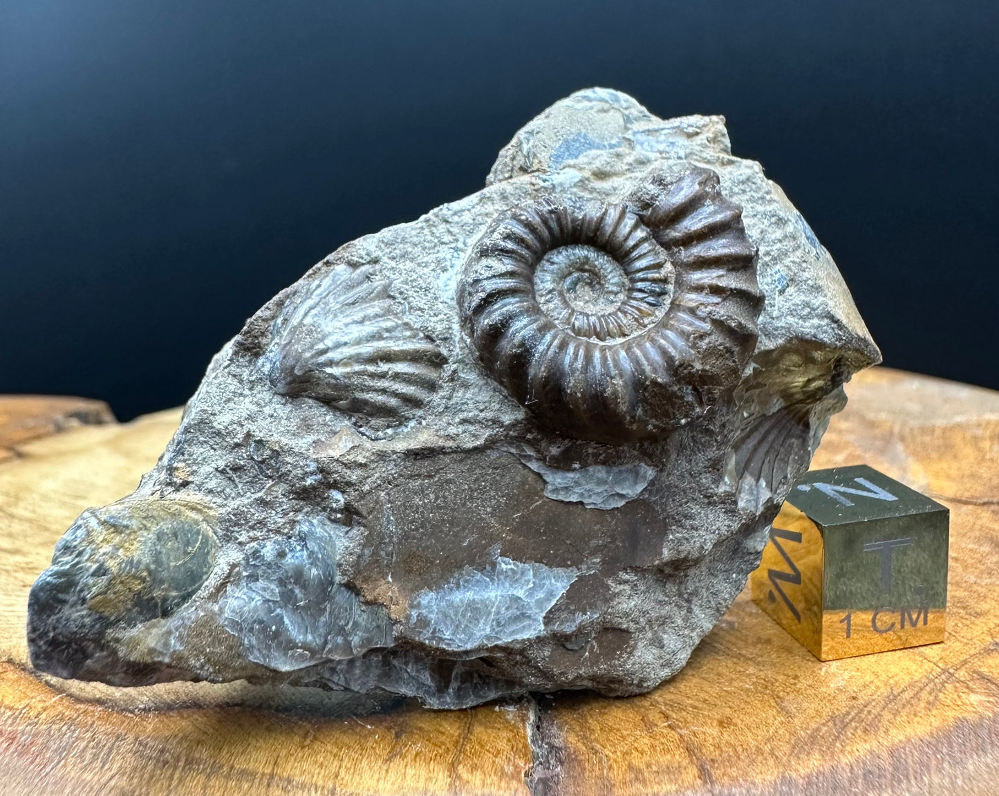 Androgynoceras capricornus Ammonite Fossil With Box And Stand - Whitby, North Yorkshire Jurassic Coast Yorkshire Fossils