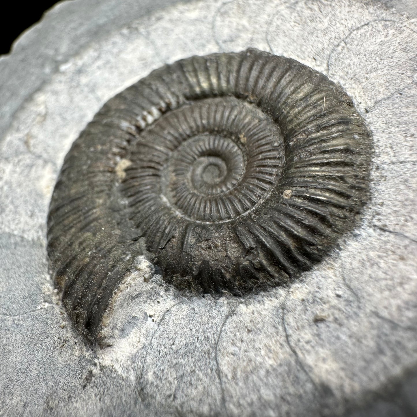 Dactylioceras Ammonite Fossil With Box And Stand - Whitby, North Yorkshire Jurassic Coast Yorkshire Fossils