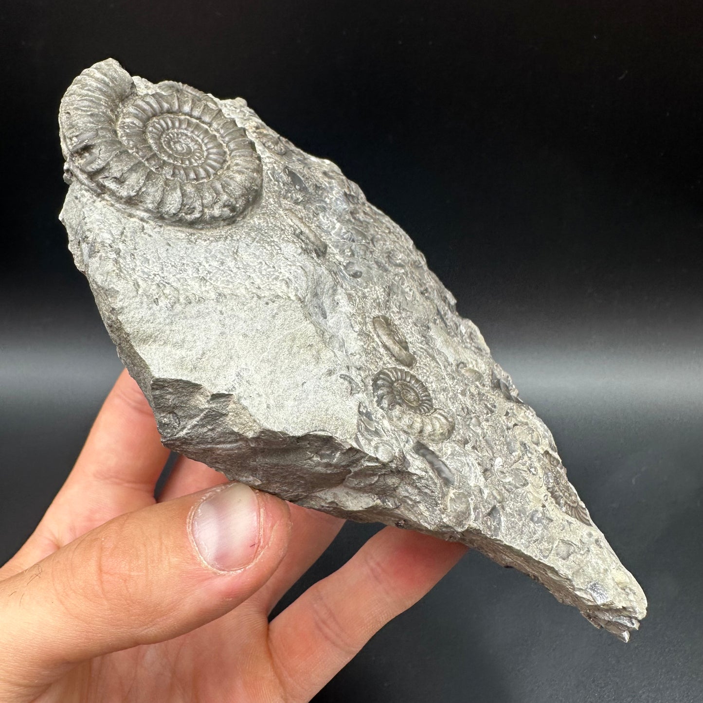 Arnioceras ammonite shell fossil with stand - Whitby, North Yorkshire Jurassic Coast Yorkshire Fossils