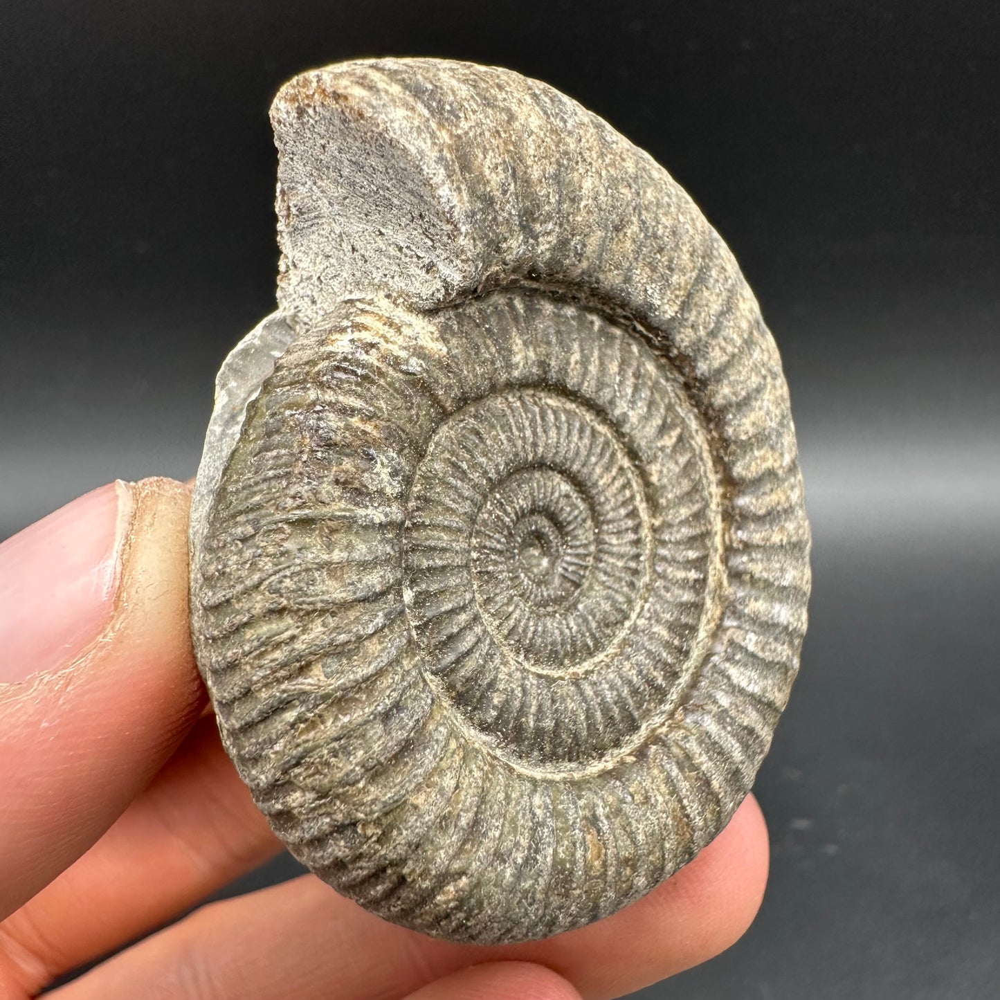 Dactylioceras Ammonite Fossil With Box And Stand - Whitby, North Yorkshire Jurassic Coast Yorkshire Fossils