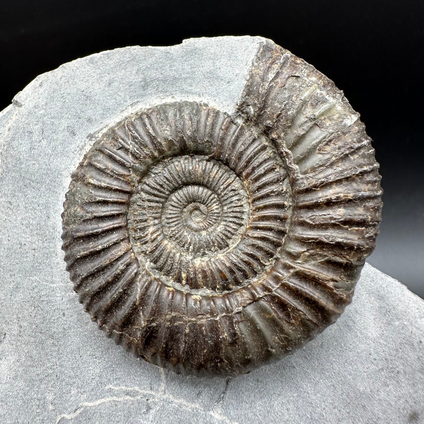 Dactylioceras Ammonite Fossil With Box And Stand - Whitby, North Yorkshire Jurassic Coast Yorkshire Fossils
