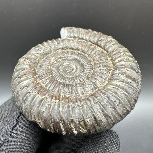 Dactylioceras Ammonite Fossil With Box And Stand - Whitby, North Yorkshire Jurassic Coast Yorkshire Fossils