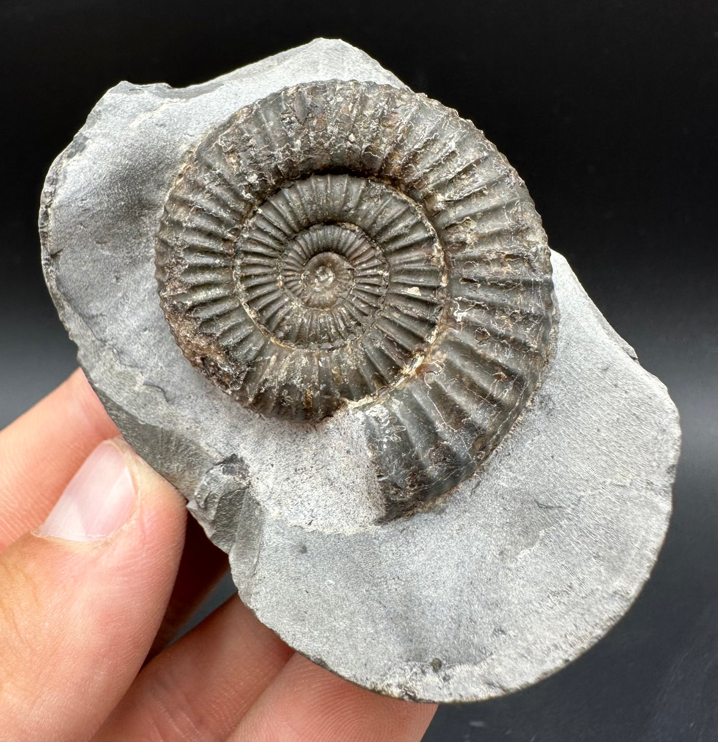 Dactylioceras Ammonite Fossil With Box And Stand - Whitby, North Yorkshire Jurassic Coast Yorkshire Fossils