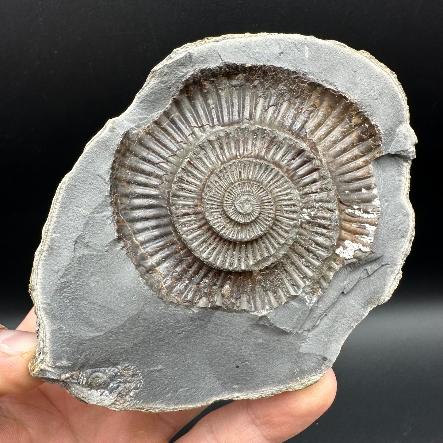 Dactylioceras Ammonite nodule (split pair) Fossil With Stand - Whitby, North Yorkshire Jurassic Coast Yorkshire Fossils