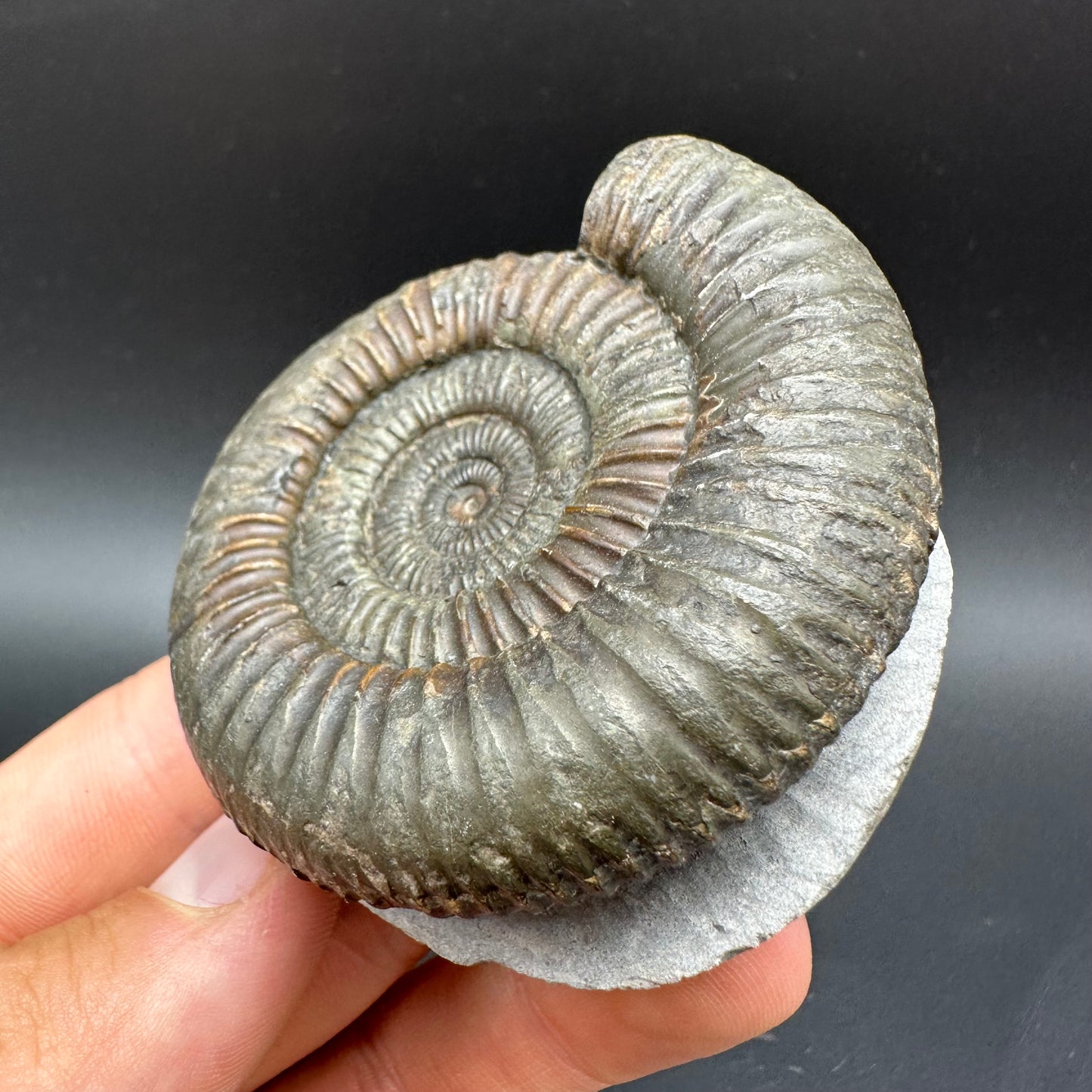 Dactylioceras Ammonite Fossil With Box And Stand - Whitby, North Yorkshire Jurassic Coast Yorkshire Fossils