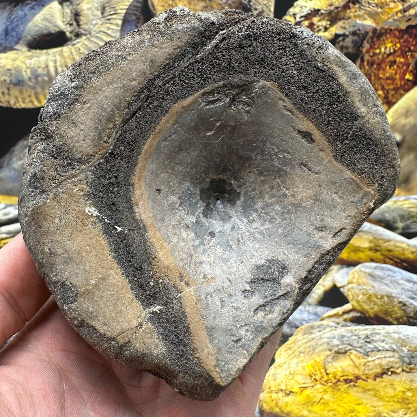 Ichthyosaur Vertebra fossil - Whitby, North Yorkshire Jurassic Coast, Yorkshire fossils