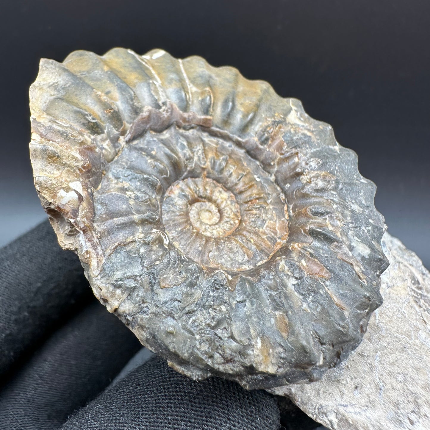 Pleuroceras paucicostatum ammonite fossil with box and stand - Whitby, North Yorkshire Jurassic Coast Yorkshire Fossils