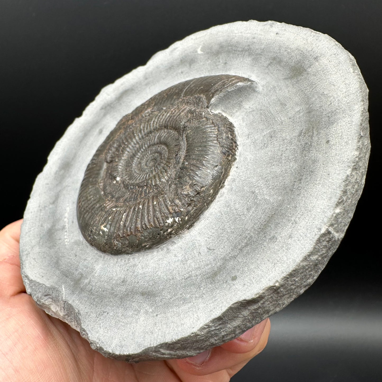 Dactylioceras semicelatum Ammonite fossil with stand - Whitby, North Yorkshire Jurassic Coast Yorkshire Fossils