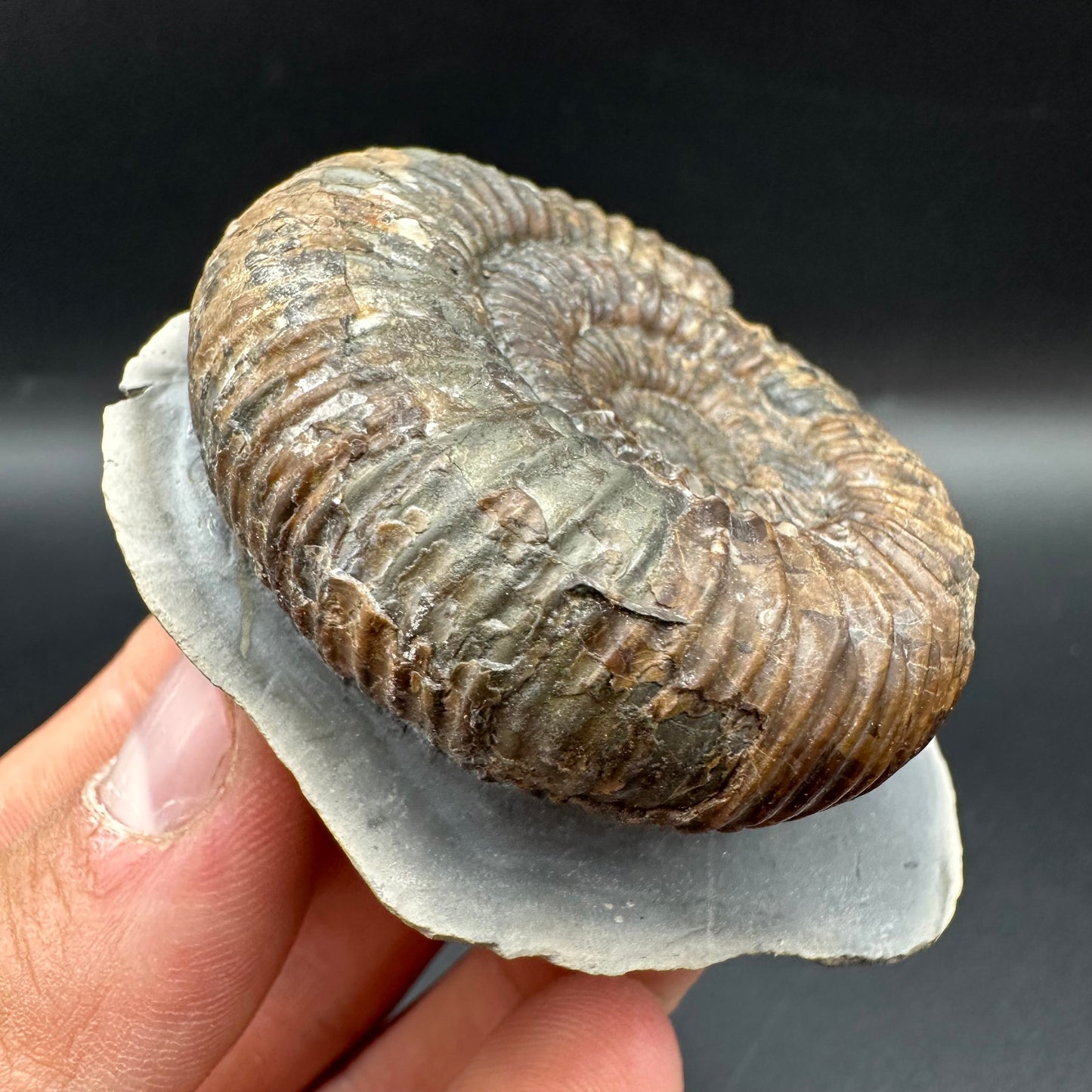 Catacoeloceras Sp. ammonite fossil with box and stand- Whitby, North Yorkshire Jurassic Coast Yorkshire Fossils
