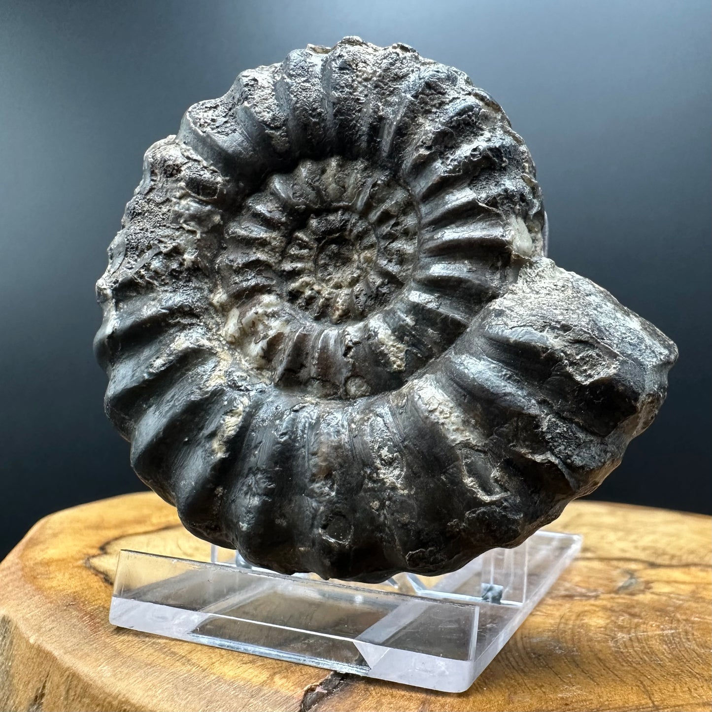 Androgynoceras maculatum ammonite fossil with box and stand - Whitby, North Yorkshire Jurassic Coast Yorkshire Fossils