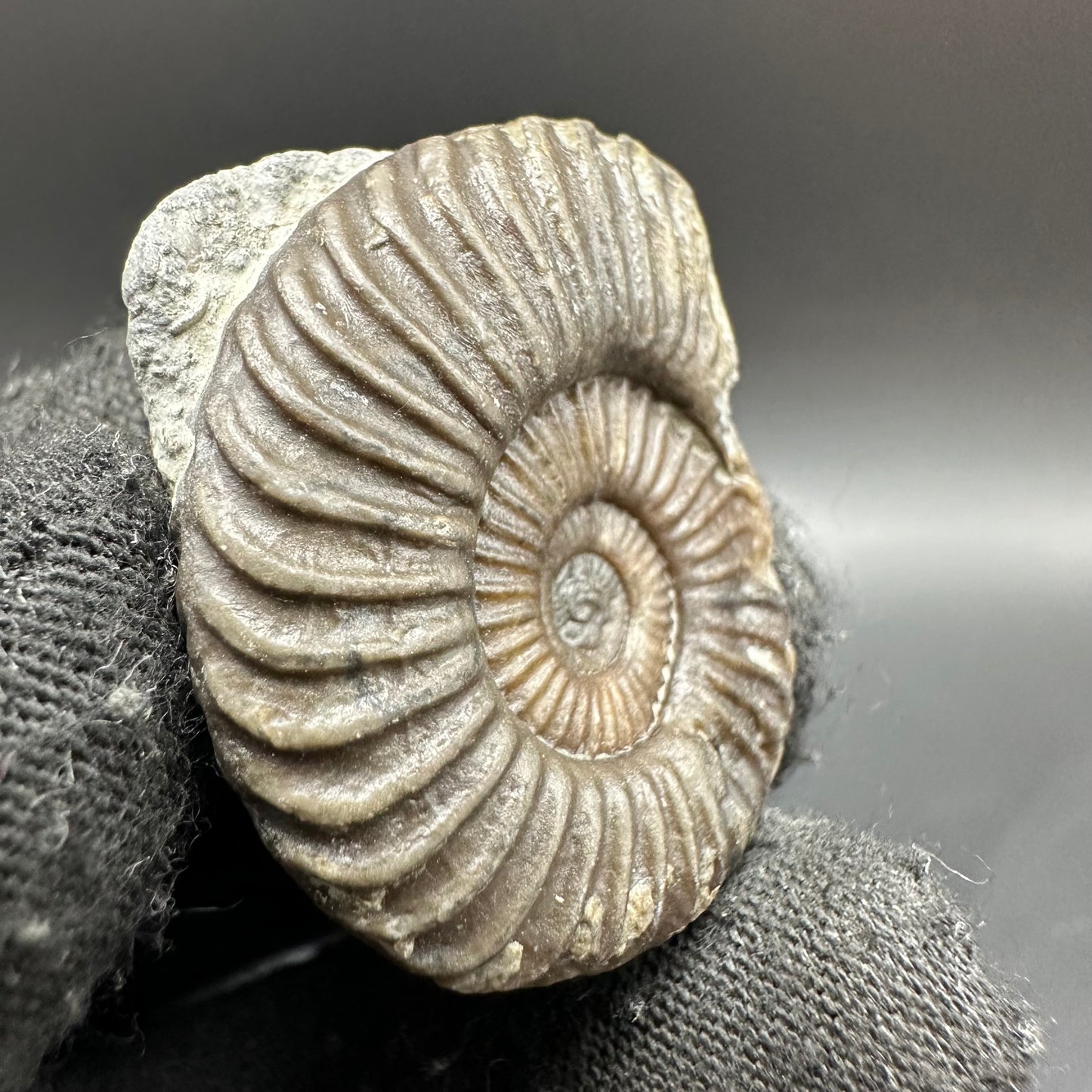 Schlothemia sp. ammonite fossil with box and stand - Whitby, North Yorkshire Jurassic Coast, Yorkshire fossils