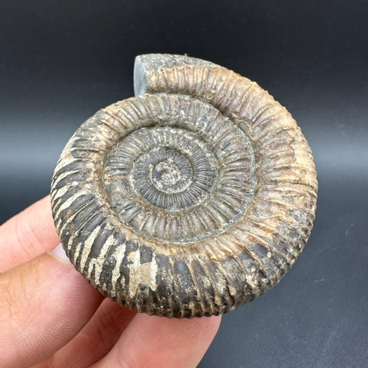 Dactylioceras Ammonite Fossil With Box And Stand - Whitby, North Yorkshire Jurassic Coast Yorkshire Fossils