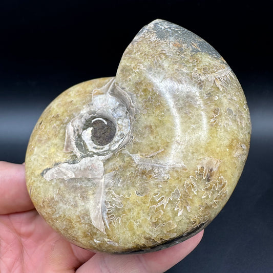 Puzosia Ammonite Fossil With Box And Stand - Cretaceous Ammonite Madagascar