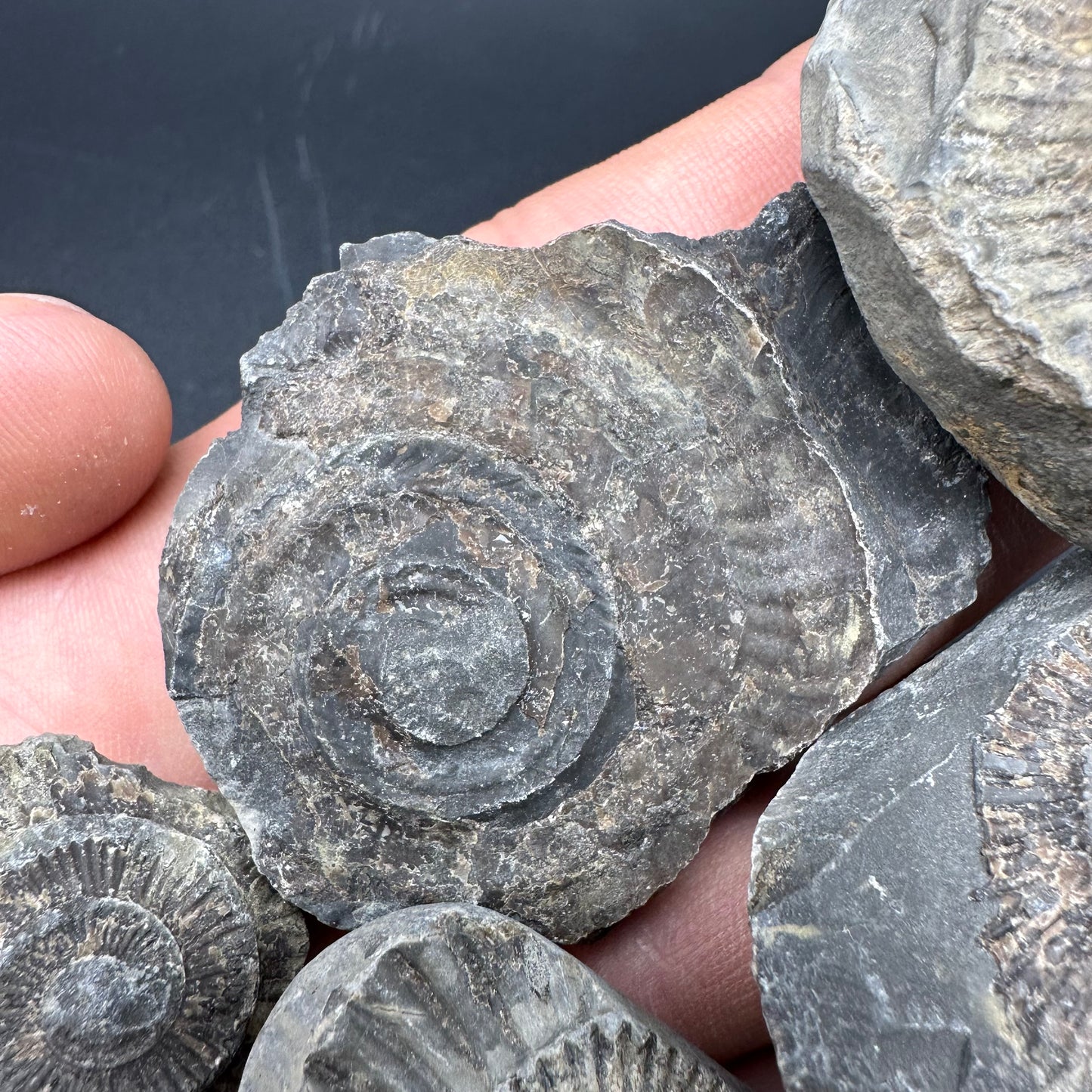Dactylioceras imprint (negative) bundle ammonite shell fossil with box - Whitby, North Yorkshire, Yorkshire Fossils