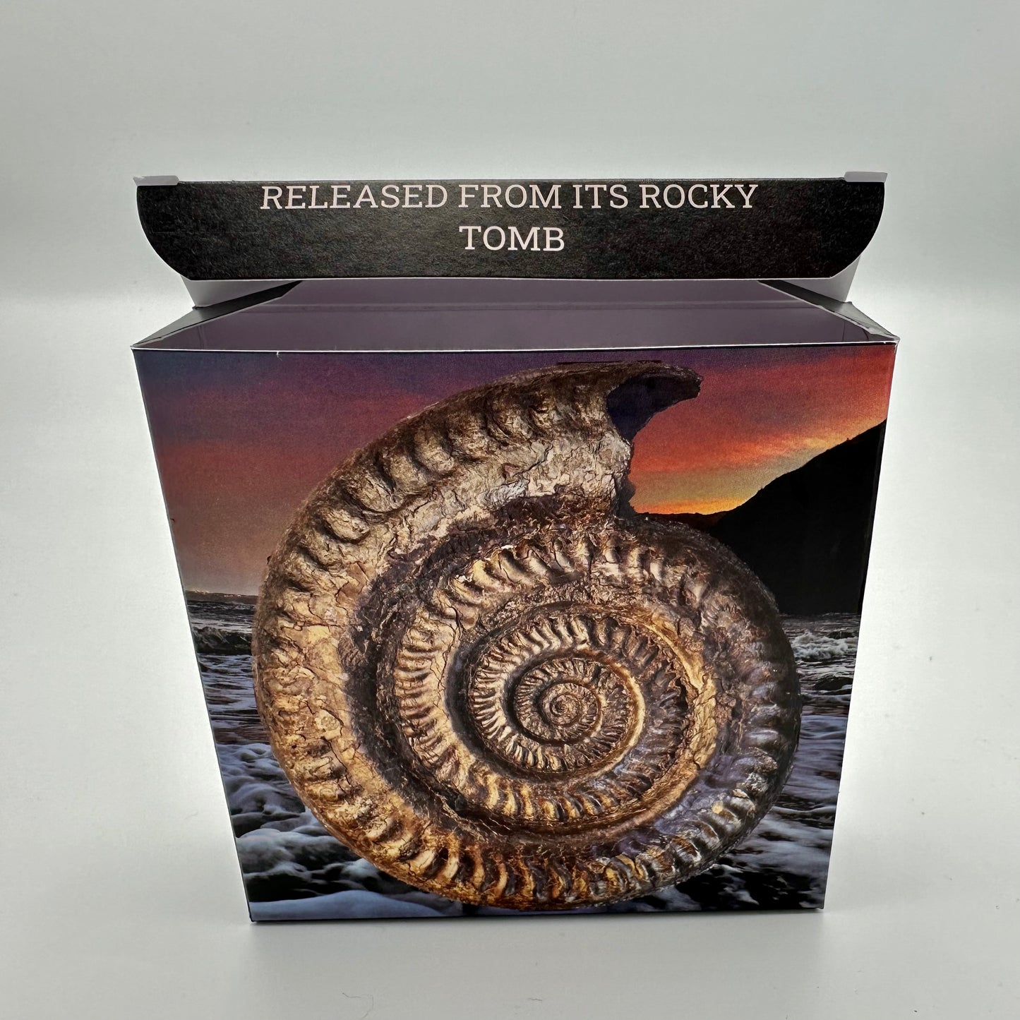 Yorkshire Dactyliocers ammonite fossil with display case and box - Whitby, North Yorkshire Jurassic Coast