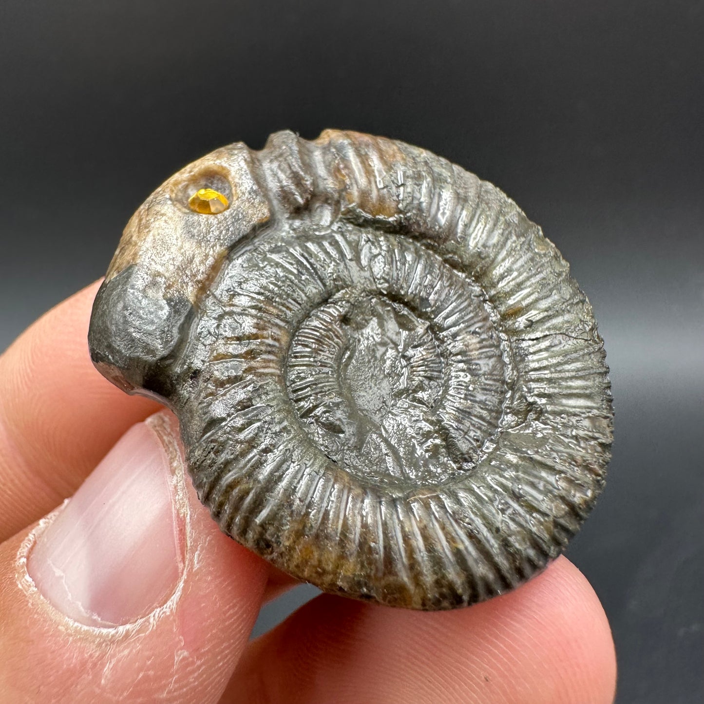 Snakestone Ammonite Fossil With Bag/Box And Stand - Whitby, North Yorkshire Jurassic Coast Yorkshire Fossils