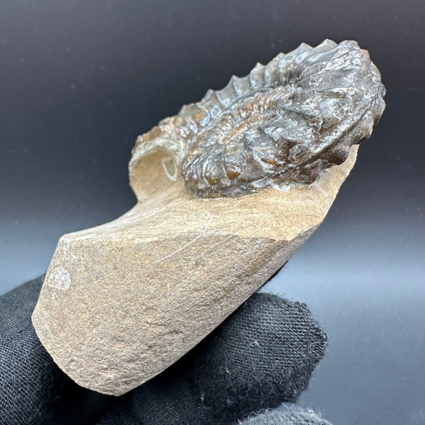 Pleuroceras paucicostatum ammonite fossil with box and stand - Whitby, North Yorkshire Jurassic Coast Yorkshire Fossils