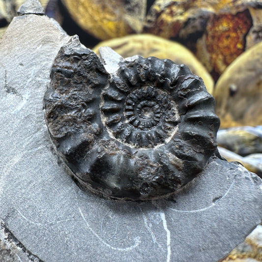 Pleuroceras paucicostatum ammonite fossil - Whitby, North Yorkshire