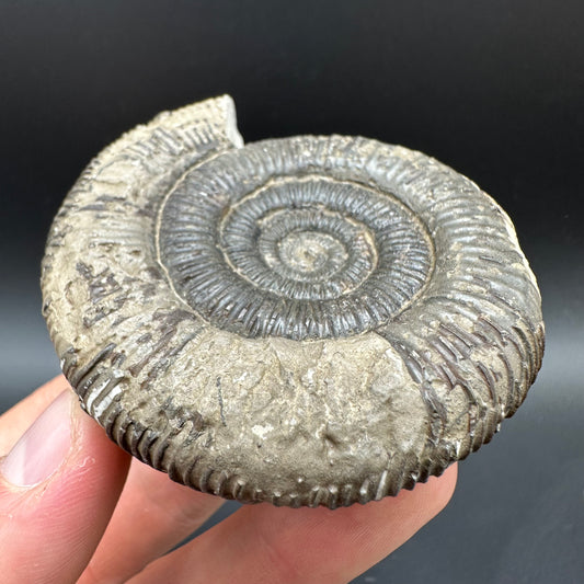 Dactylioceras clevelandicum Ammonite fossil with box and stand - Whitby, North Yorkshire Jurassic Coast