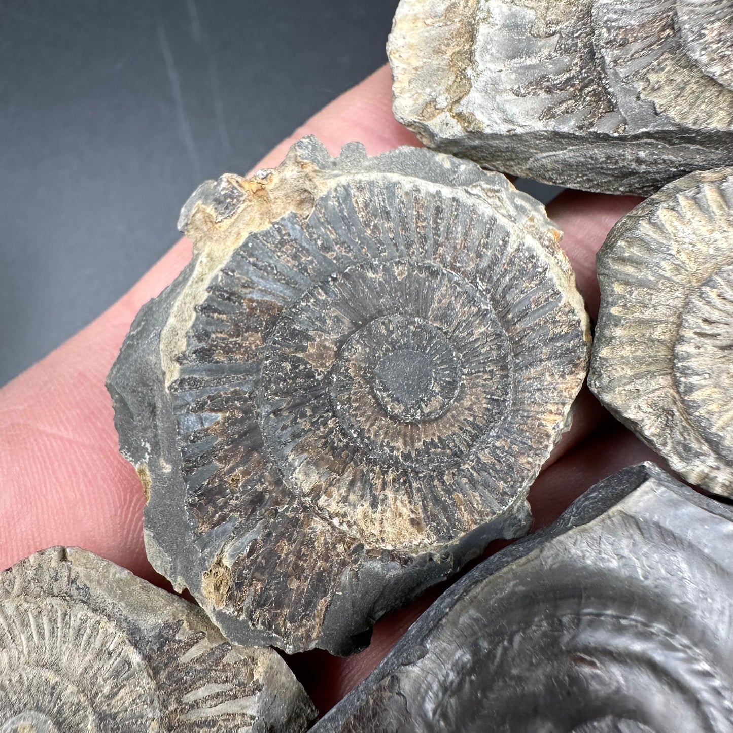 Dactylioceras imprint (negative) bundle ammonite shell fossil with box - Whitby, North Yorkshire, Yorkshire Fossils