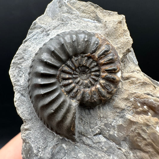 Amaltheus subnodosus Ammonite fossil with stand - Whitby, North Yorkshire Jurassic Coast Yorkshire Fossils