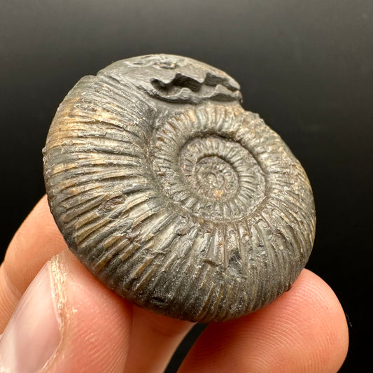 Snakestone Ammonite Fossil With Bag/Box And Stand - Whitby, North Yorkshire Jurassic Coast Yorkshire Fossils
