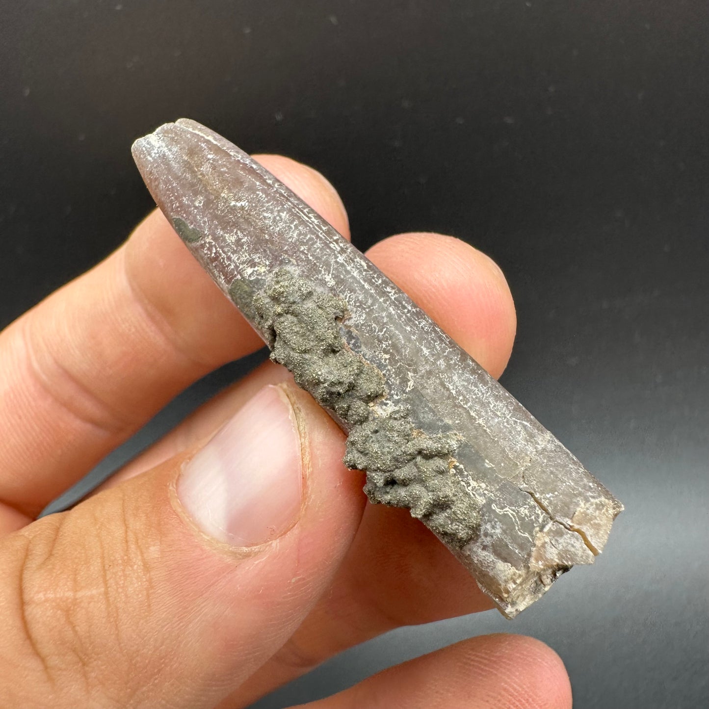 Belemnite (Fossil Squid) shell fossil - Whitby, North Yorkshire Jurassic Coast Yorkshire Fossils