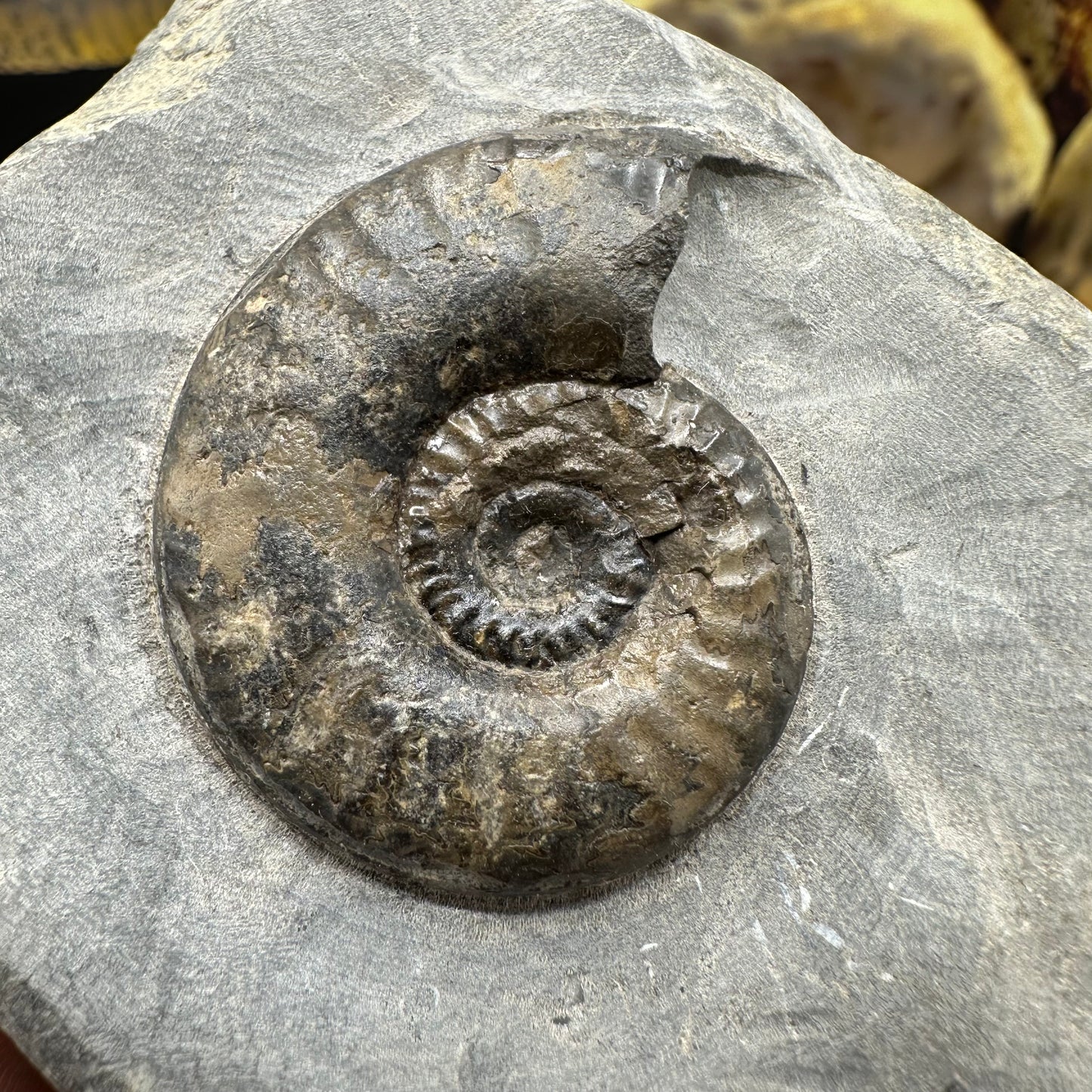 Grammoceras thoaurense ammonite shell fossil - Whitby, North Yorkshire