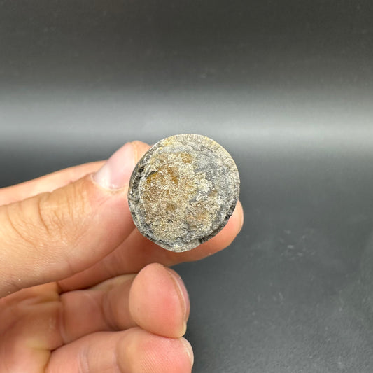 Belemnite (Fossil Squid) shell fossil - Whitby, North Yorkshire Jurassic Coast Yorkshire Fossils