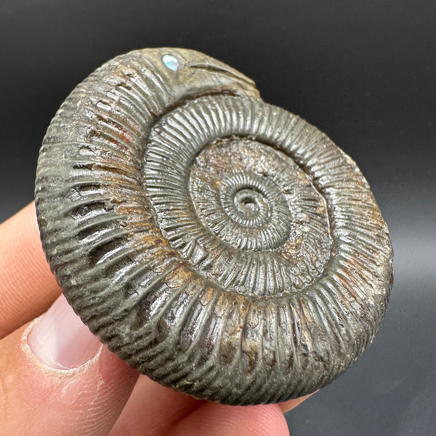 Snakestone Ammonite Fossil With Bag/Box And Stand - Whitby, North Yorkshire Jurassic Coast Yorkshire Fossils