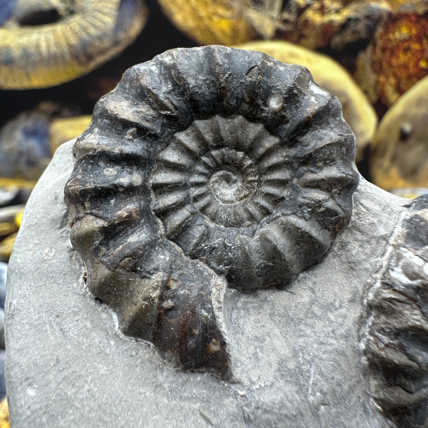 Androgynoceras maculatum ammonite fossil - Whitby, North Yorkshire Jurassic Coast Yorkshire Fossils
