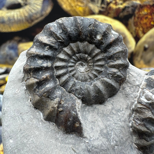 Androgynoceras maculatum ammonite fossil - Whitby, North Yorkshire Jurassic Coast Yorkshire Fossils